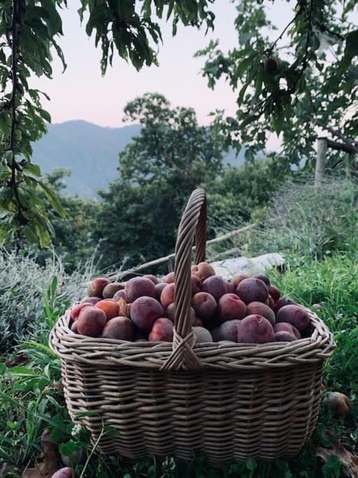 Il Riccio Appartamento Cernobbio Exterior photo
